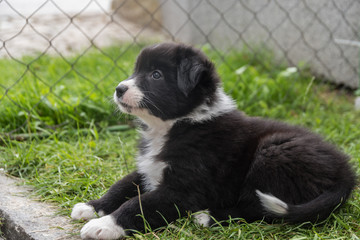 aufmerksames Hundebaby - australian shepherd