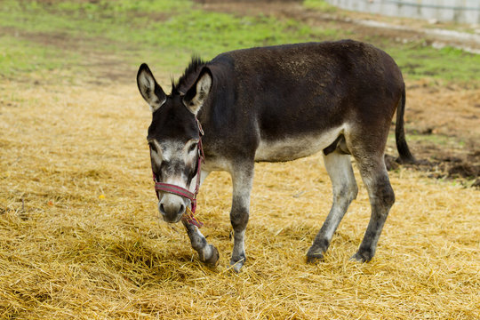 Donkey grazes on a summer day