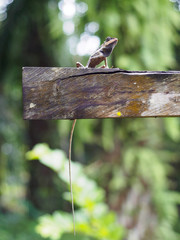 close up lizard beautiful patterned are sun on the timber is so dogmatism