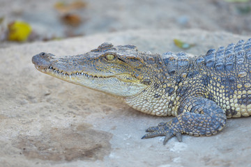 Siamese Freshwater Crocodile.Crocodiles Resting at Crocodile Farm in Thailand