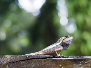 close up lizard beautiful patterned are sun on the timber is so dogmatism