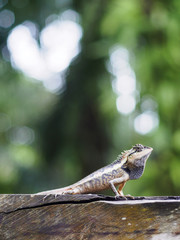close up lizard beautiful patterned are sun on the timber is so dogmatism