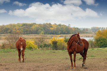 two brown horses on pasture autumn season