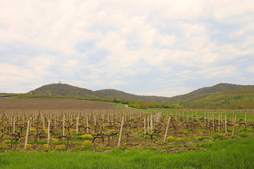 Fototapeta na wymiar Vineyard under hill landscape agriculture industry
