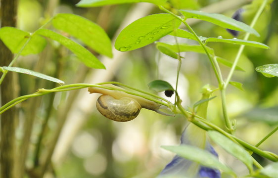 snail hanging on ivy branch in garden
