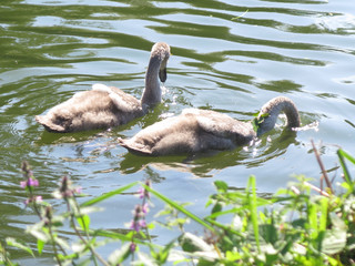 Two Mute Swan Cygnets