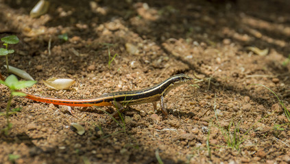 Fire Tail Skink