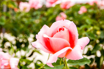 Pink rose in garden, Flora Park, Thailand
