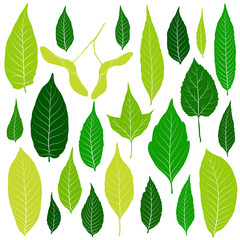 Green leaves set on white background vector