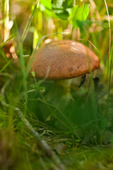 Mushroom picking, harvest, wood, forest