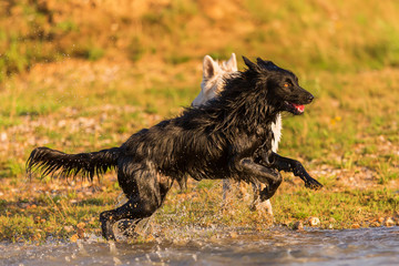 two dogs play in a lake