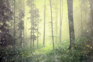 Magic foggy light in forest fairy tale landscape.