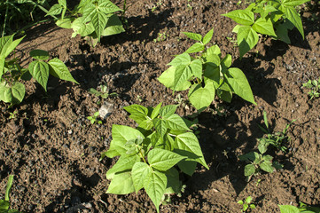 Early papper seedlings planted in soil in rural home garden closeup