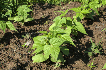 Early papper seedlings planted in soil in rural home garden closeup
