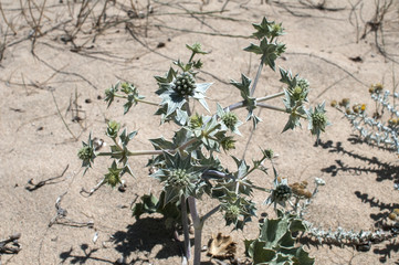 Desert plants closeup growing on beach sand