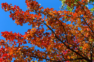 Beautiful autumn background