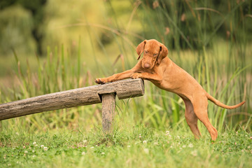 Hungarian Vizsla dog training