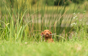 Hungarian Vizsla dog play a stick