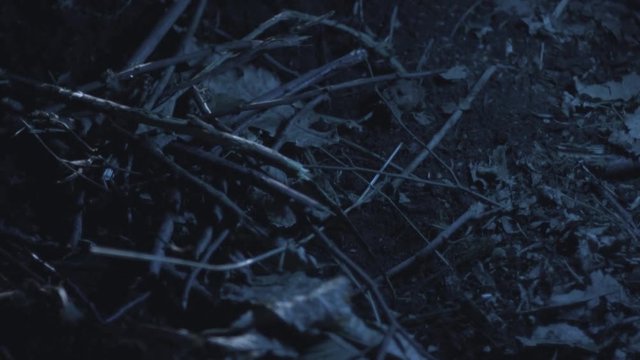 Mano che dei legni per fare il fuoco, mucchietto di rami, notte bosco