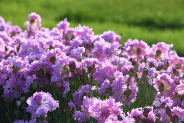 A bunch of purple mini carnation flowers on the flower bed