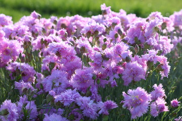 A bunch of purple mini carnation flowers on the flower bed