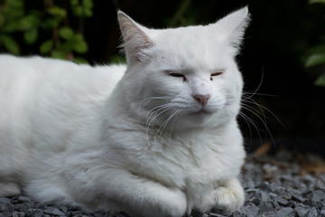 Lazy white cat