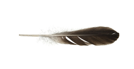 feather  isolated
