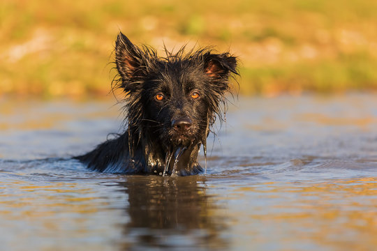 Harzer Fuchs-Australian Shepherd hybrid swims in a lake