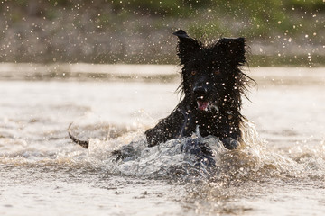 Harzer Fuchs-Australian Shepherd hybrid swims in a lake