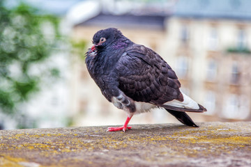 Funny sleepy pigeon with half closed eye and ruffled feather, standing on one leg on a mossy stone ledge