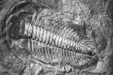 Fossil animal in ancient stone. © Anton Barashenkov