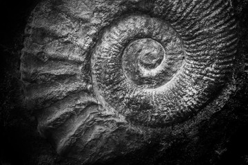 Spiral of ancient world animal fossil. 