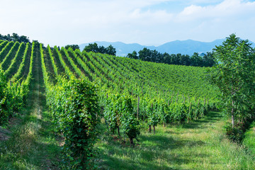 Fototapeta na wymiar vineyards in Tuscany