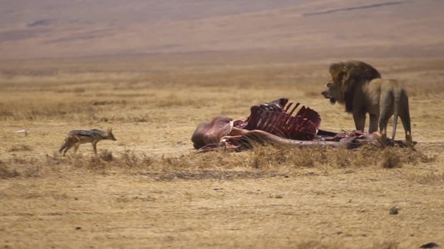 Sciacallo che osserva cauto,. un leone che sorveglia la sua preda, carcassa bufalo, Africa