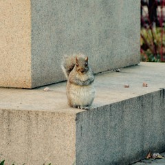 Squirrel in New York - 169673451