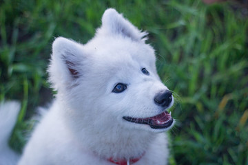 beautiful white samoyed husky playing on the green fields 