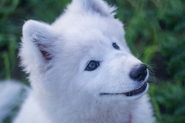 beautiful white samoyed husky playing on the green fields 