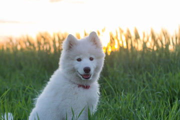 beautiful white samoyed husky playing on the green fields 