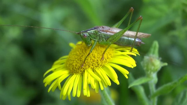 Sauterelle sur fleur jaune.