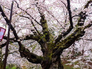 Cherry blossom or Japanese flowering cherry in Japan.