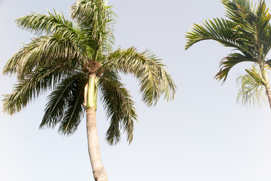 Coconut tree and blue sky in summer beach