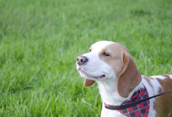 Happy beagle puppy walking outdoors (against the background of bright green grass)