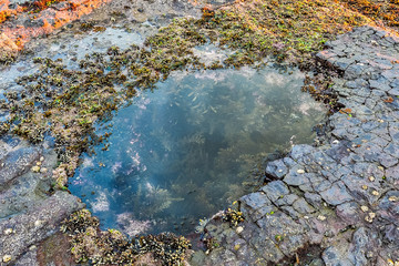 Rock Pool at the Seaside