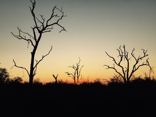 Africa silhouette 