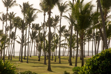 Palm tree on the seashore, a sandy beach
