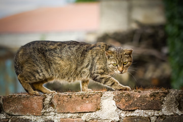 Obraz premium The domestic cat climbs the wall.