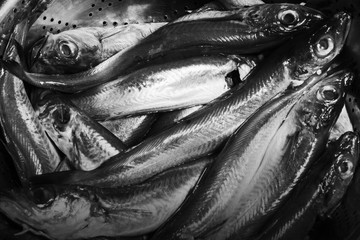 Fototapeta premium black and white fresh fish sea background not baked
