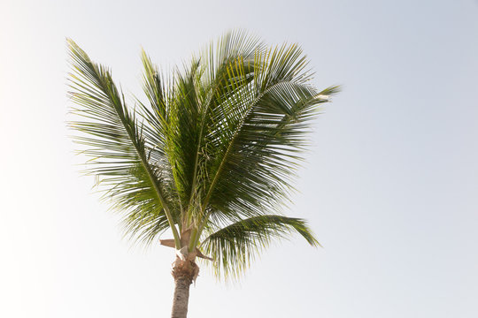 a Coconut palm tree and blue sky