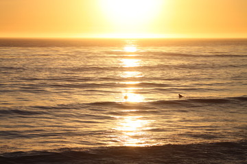 Surfer's in sunset