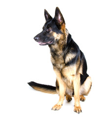 Cute German shepherd sitting and looking sideward (isolated on white)